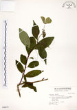 中文名:華八仙(S046873)學名:Hydrangea chinensis Maxim.(S046873)英文名:Chinese Hydrangea