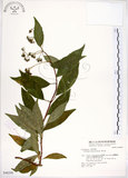 中文名:華八仙(S048299)學名:Hydrangea chinensis Maxim.(S048299)英文名:Chinese Hydrangea