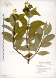中文名:華八仙(S048330)學名:Hydrangea chinensis Maxim.(S048330)英文名:Chinese Hydrangea