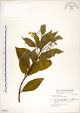 中文名:華八仙(S048381)學名:Hydrangea chinensis Maxim.(S048381)英文名:Chinese Hydrangea