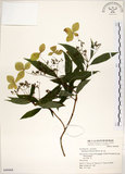 中文名:華八仙(S049468)學名:Hydrangea chinensis Maxim.(S049468)英文名:Chinese Hydrangea