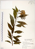 中文名:華八仙(S050215)學名:Hydrangea chinensis Maxim.(S050215)英文名:Chinese Hydrangea