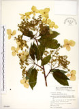 中文名:華八仙(S050409)學名:Hydrangea chinensis Maxim.(S050409)英文名:Chinese Hydrangea