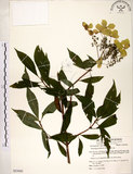 中文名:華八仙(S053945)學名:Hydrangea chinensis Maxim.(S053945)英文名:Chinese Hydrangea