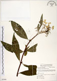 中文名:華八仙(S053946)學名:Hydrangea chinensis Maxim.(S053946)英文名:Chinese Hydrangea