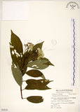 中文名:華八仙(S054236)學名:Hydrangea chinensis Maxim.(S054236)英文名:Chinese Hydrangea