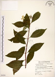 中文名:華八仙(S054250)學名:Hydrangea chinensis Maxim.(S054250)英文名:Chinese Hydrangea