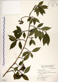 中文名:華八仙(S054457)學名:Hydrangea chinensis Maxim.(S054457)英文名:Chinese Hydrangea