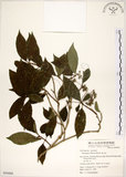 中文名:華八仙(S054488)學名:Hydrangea chinensis Maxim.(S054488)英文名:Chinese Hydrangea