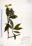 中文名:華八仙(S054531)學名:Hydrangea chinensis Maxim.(S054531)英文名:Chinese Hydrangea