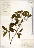 中文名:華八仙(S057288)學名:Hydrangea chinensis Maxim.(S057288)英文名:Chinese Hydrangea