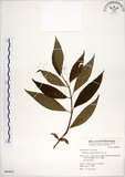中文名:華八仙(S064641)學名:Hydrangea chinensis Maxim.(S064641)英文名:Chinese Hydrangea