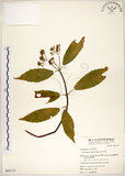 中文名:華八仙(S065115)學名:Hydrangea chinensis Maxim.(S065115)英文名:Chinese Hydrangea