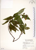 中文名:華八仙(S067738)學名:Hydrangea chinensis Maxim.(S067738)英文名:Chinese Hydrangea