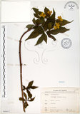 中文名:華八仙(S068412)學名:Hydrangea chinensis Maxim.(S068412)英文名:Chinese Hydrangea