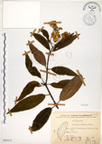 中文名:華八仙(S068414)學名:Hydrangea chinensis Maxim.(S068414)英文名:Chinese Hydrangea