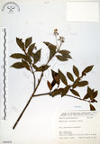 中文名:華八仙(S068428)學名:Hydrangea chinensis Maxim.(S068428)英文名:Chinese Hydrangea