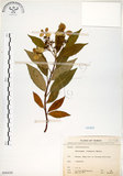 中文名:華八仙(S068430)學名:Hydrangea chinensis Maxim.(S068430)英文名:Chinese Hydrangea