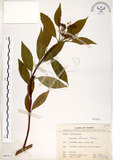 中文名:華八仙(S068432)學名:Hydrangea chinensis Maxim.(S068432)英文名:Chinese Hydrangea