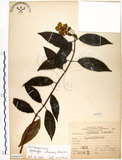 中文名:華八仙(S068439)學名:Hydrangea chinensis Maxim.(S068439)英文名:Chinese Hydrangea
