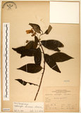 中文名:華八仙(S068440)學名:Hydrangea chinensis Maxim.(S068440)英文名:Chinese Hydrangea