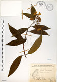 中文名:華八仙(S068441)學名:Hydrangea chinensis Maxim.(S068441)英文名:Chinese Hydrangea