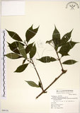 中文名:華八仙(S069136)學名:Hydrangea chinensis Maxim.(S069136)英文名:Chinese Hydrangea