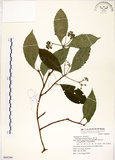 中文名:華八仙(S069280)學名:Hydrangea chinensis Maxim.(S069280)英文名:Chinese Hydrangea