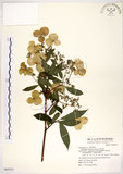 中文名:華八仙(S069333)學名:Hydrangea chinensis Maxim.(S069333)英文名:Chinese Hydrangea