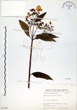 中文名:華八仙(S072085)學名:Hydrangea chinensis Maxim.(S072085)英文名:Chinese Hydrangea