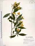 中文名:華八仙(S073003)學名:Hydrangea chinensis Maxim.(S073003)英文名:Chinese Hydrangea
