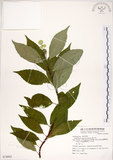 中文名:華八仙(S074943)學名:Hydrangea chinensis Maxim.(S074943)英文名:Chinese Hydrangea