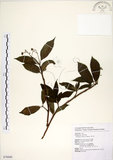 中文名:華八仙(S076666)學名:Hydrangea chinensis Maxim.(S076666)英文名:Chinese Hydrangea
