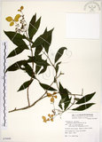 中文名:華八仙(S079499)學名:Hydrangea chinensis Maxim.(S079499)英文名:Chinese Hydrangea