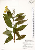 中文名:華八仙(S079619)學名:Hydrangea chinensis Maxim.(S079619)英文名:Chinese Hydrangea