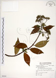 中文名:華八仙(S084245)學名:Hydrangea chinensis Maxim.(S084245)英文名:Chinese Hydrangea