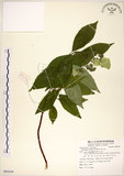 中文名:華八仙(S085430)學名:Hydrangea chinensis Maxim.(S085430)英文名:Chinese Hydrangea