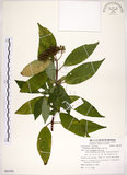 中文名:華八仙(S085591)學名:Hydrangea chinensis Maxim.(S085591)英文名:Chinese Hydrangea