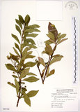 中文名:華八仙(S085740)學名:Hydrangea chinensis Maxim.(S085740)英文名:Chinese Hydrangea