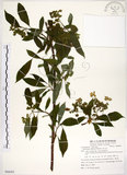 中文名:華八仙(S086003)學名:Hydrangea chinensis Maxim.(S086003)英文名:Chinese Hydrangea