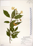 中文名:華八仙(S086133)學名:Hydrangea chinensis Maxim.(S086133)英文名:Chinese Hydrangea