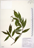 中文名:華八仙(S088690)學名:Hydrangea chinensis Maxim.(S088690)英文名:Chinese Hydrangea