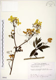 中文名:華八仙(S089642)學名:Hydrangea chinensis Maxim.(S089642)英文名:Chinese Hydrangea