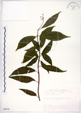中文名:華八仙(S089741)學名:Hydrangea chinensis Maxim.(S089741)英文名:Chinese Hydrangea