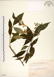 中文名:華八仙(S089976)學名:Hydrangea chinensis Maxim.(S089976)英文名:Chinese Hydrangea