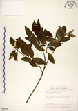 中文名:華八仙(S090058)學名:Hydrangea chinensis Maxim.(S090058)英文名:Chinese Hydrangea