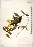 中文名:華八仙(S090110)學名:Hydrangea chinensis Maxim.(S090110)英文名:Chinese Hydrangea