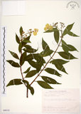 中文名:華八仙(S090152)學名:Hydrangea chinensis Maxim.(S090152)英文名:Chinese Hydrangea