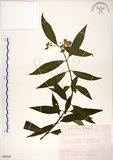 中文名:華八仙(S090205)學名:Hydrangea chinensis Maxim.(S090205)英文名:Chinese Hydrangea
