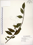 中文名:華八仙(S091730)學名:Hydrangea chinensis Maxim.(S091730)英文名:Chinese Hydrangea